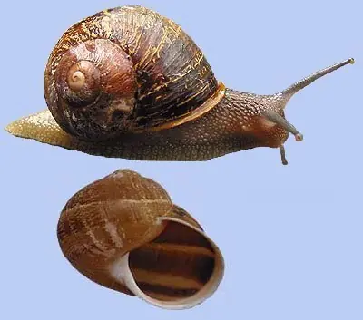caracoles