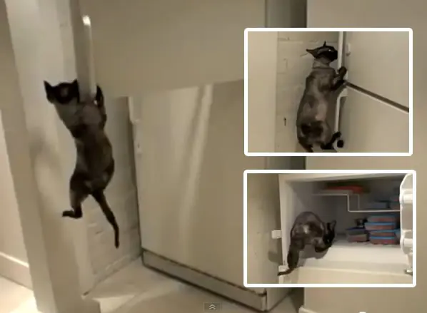 Un gato acróbata abre el refrigerador para conseguir comida