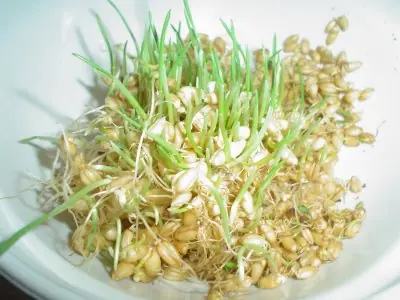 Introduce germinados en tu dieta
