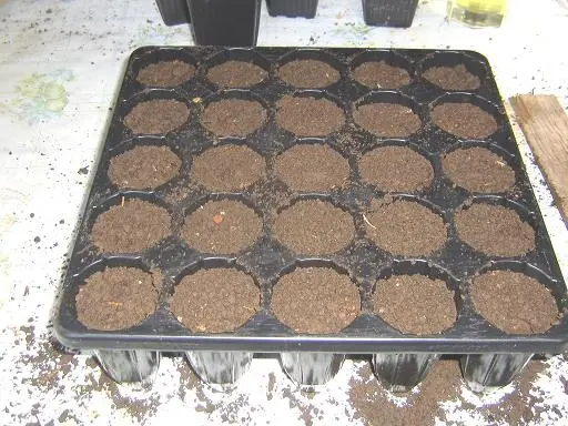 transplante