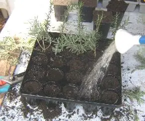 transplante