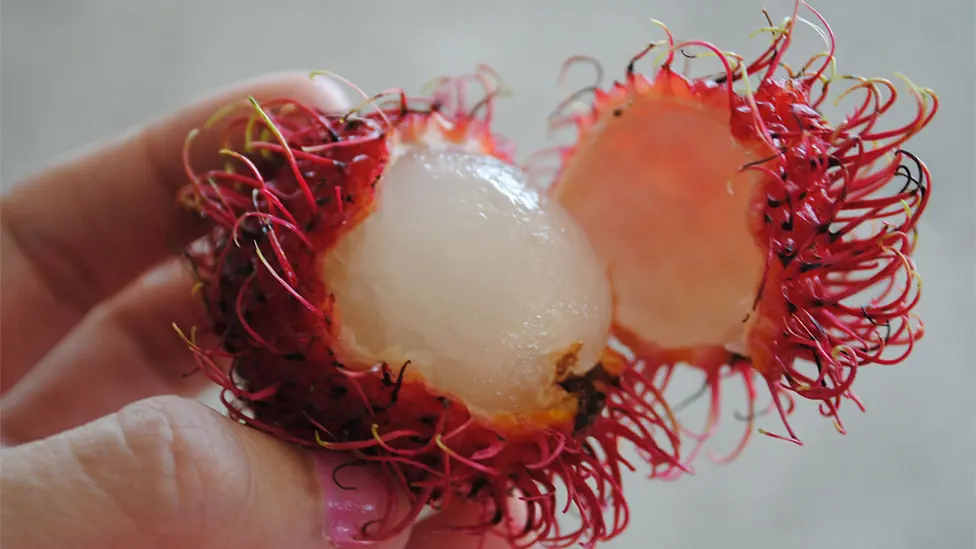 frutas