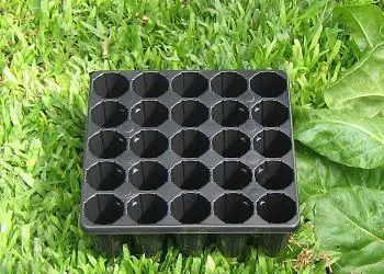 transplante