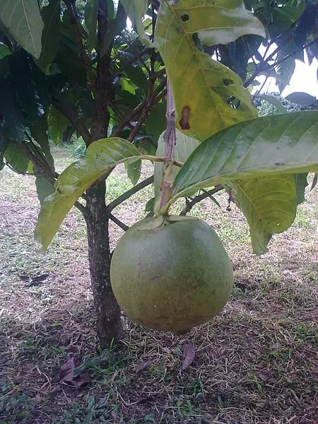 Frutas exoticas de latinoamerica [EDIT]