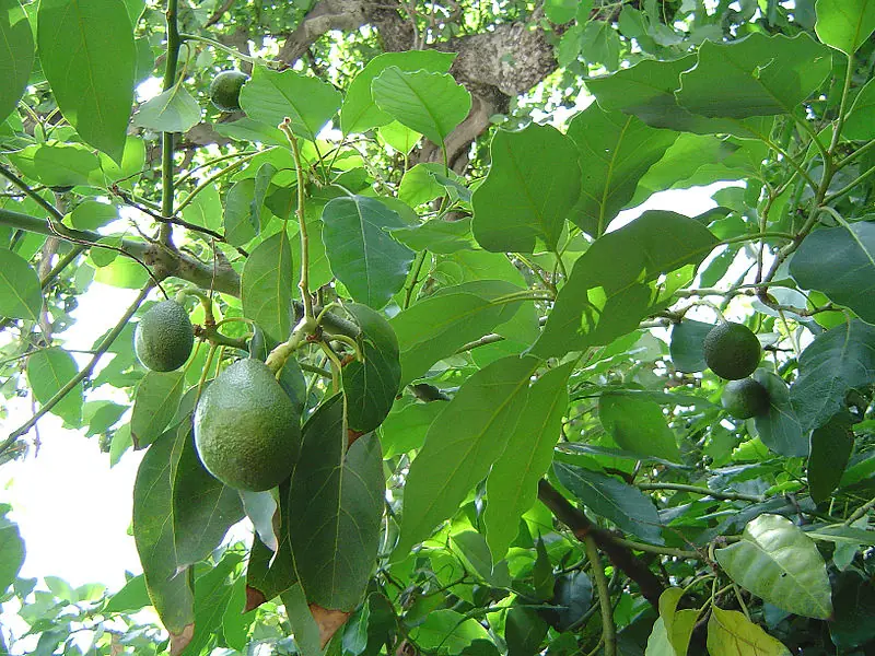 Frutas exoticas de latinoamerica [EDIT]