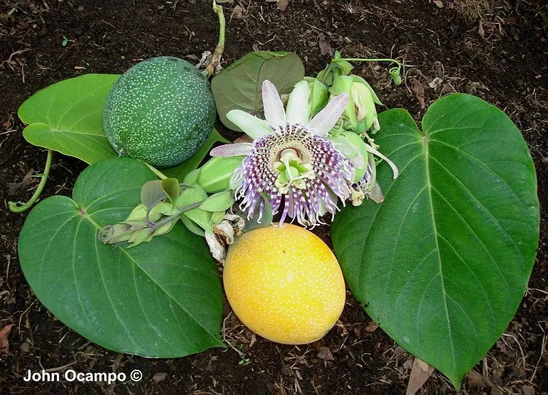 Frutas exoticas de latinoamerica [EDIT]