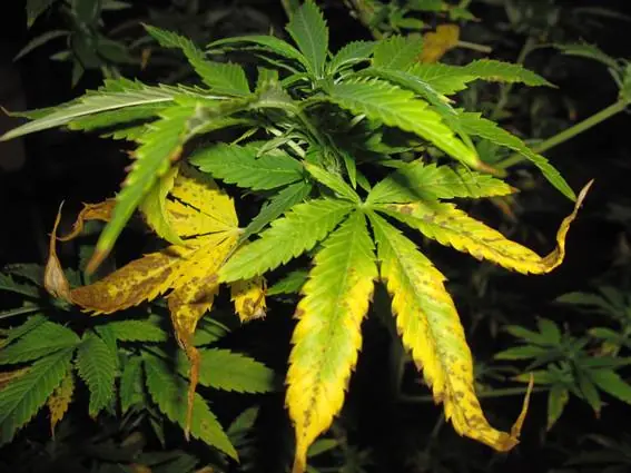 Tengo hongos en mi huerta?