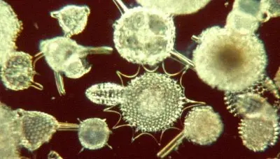 Manuscrito Voynich. El libro enigmático