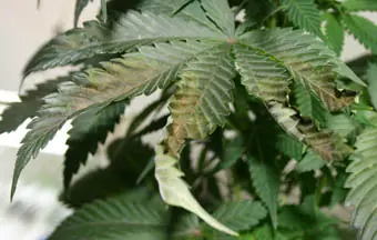 tierra