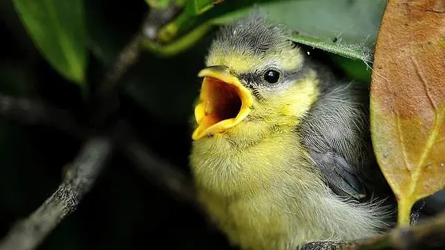 Los árboles envían señales de auxilio a las aves