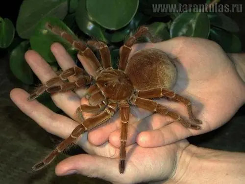 Insectos gigantes, y varios impresionantes.