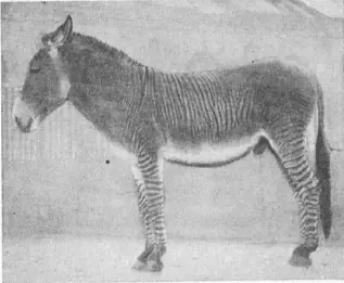 zoo