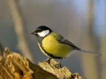 Los árboles piden socorro a los pájaros