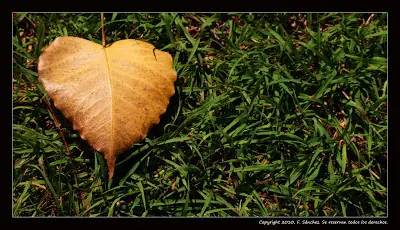 poema