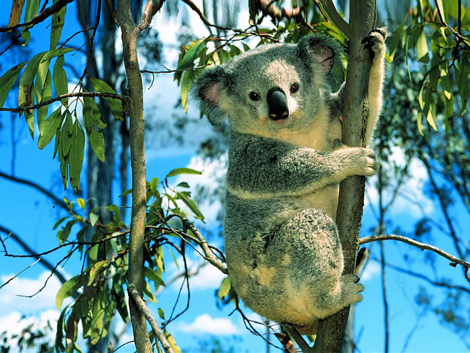 Koalas (Phascolarctos cinereus)