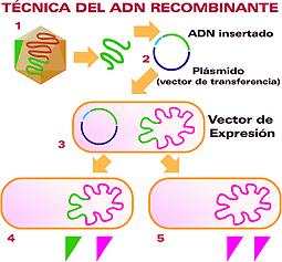 recombinante