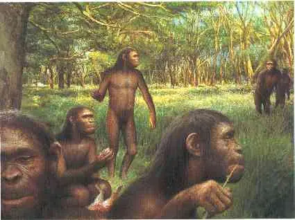 homo