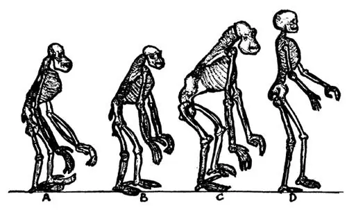 homo