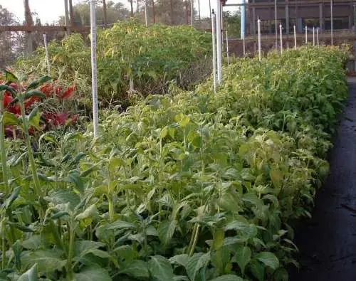 salvia