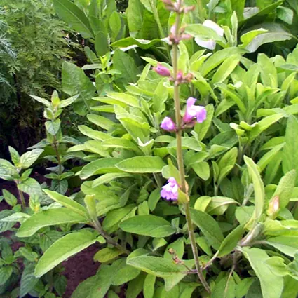 La Salvia divinorum (Super Post)