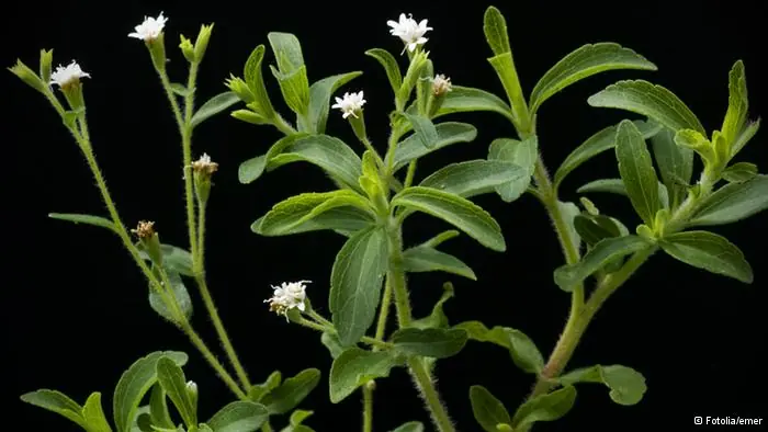 La Estevia: Natural Y Más Dulce Que El Azúcar