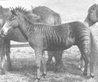 Animales