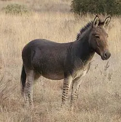 híbrido