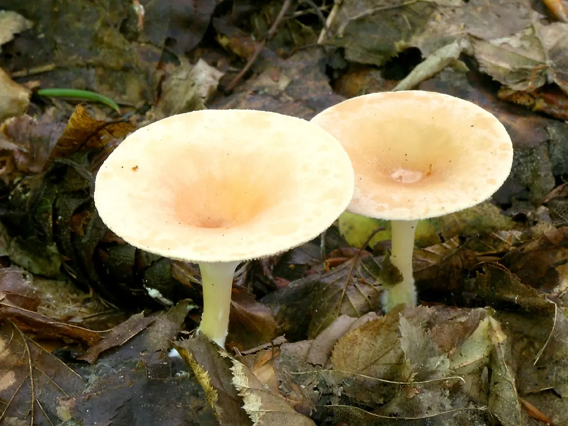 Como sería la vida en Plutón