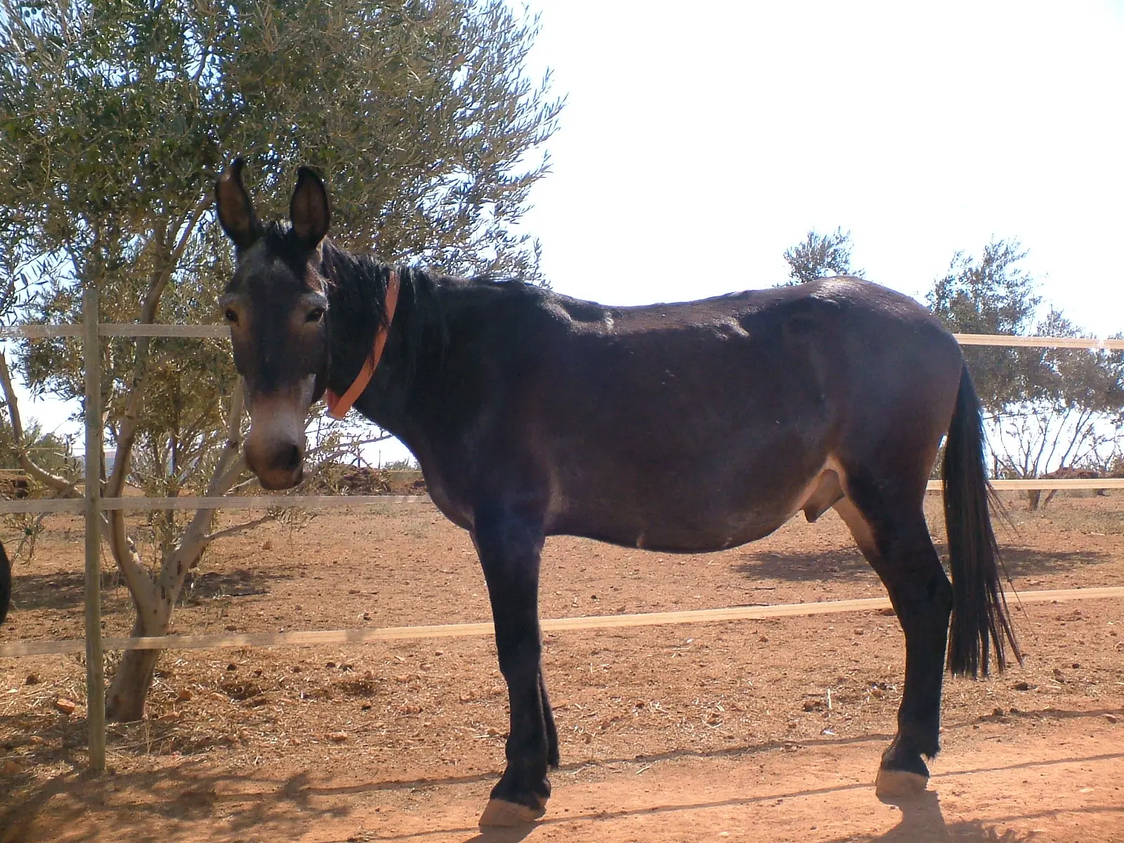 Animales