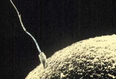 Maravillas del cuerpo humano en cifras