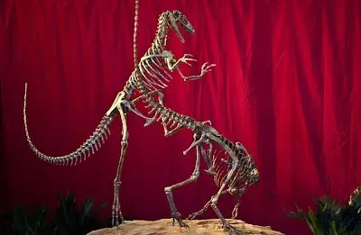 Bicentenaria argentina, una nueva especie de dinosaurio carn