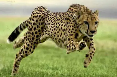 los animales mas rapidos del mundo