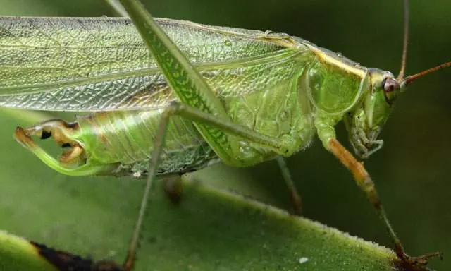 Invertebrados en peligro de extinción por presión de human
