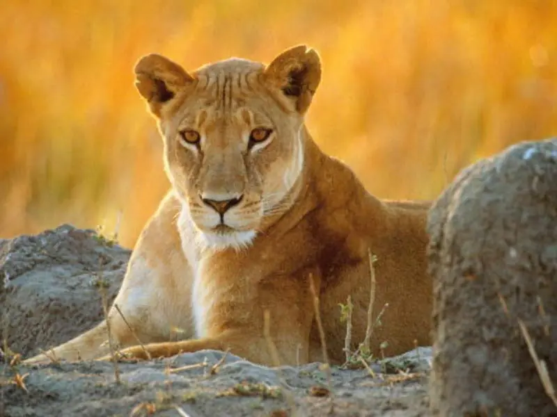 ¡Una leona, un puma y un gato votaron por el yaguareté!