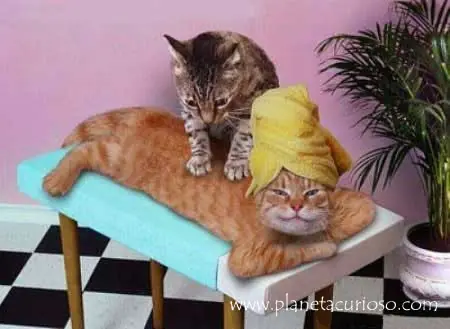 ¿Por que los gatos masajean?