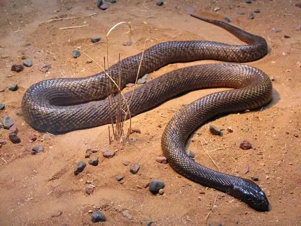 ranas