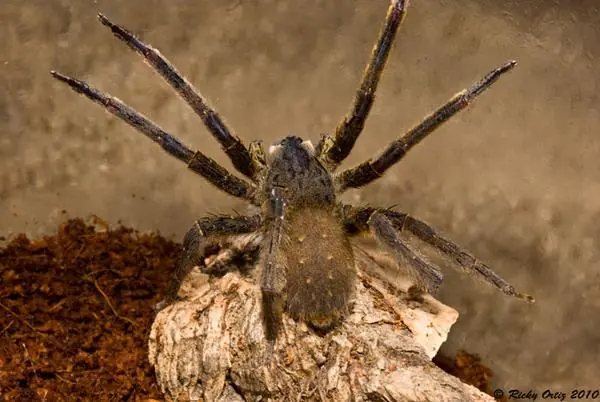 Los 10 Animales Mas peligrosos del Mundo