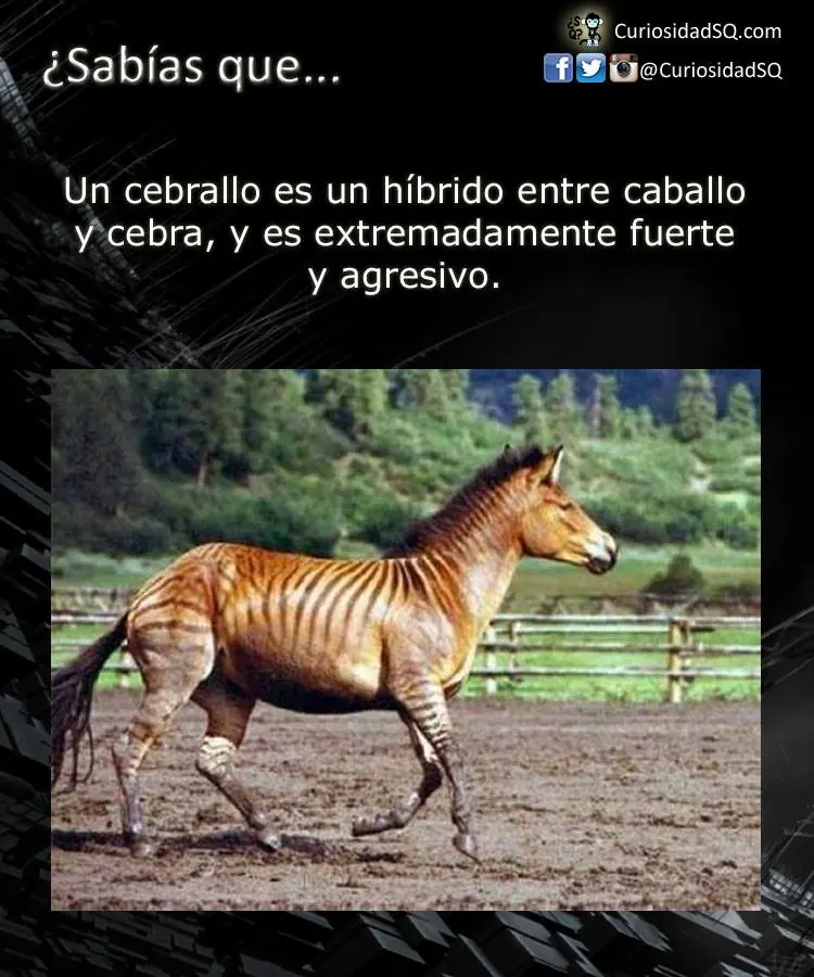 info