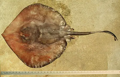 manta raya