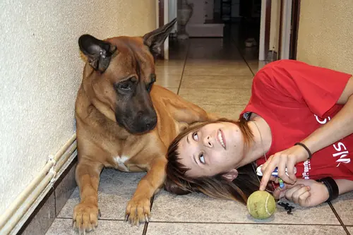 ¿Te gustan los perros? ¿Quieres aprender mas sobre ellos?