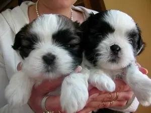mascotas