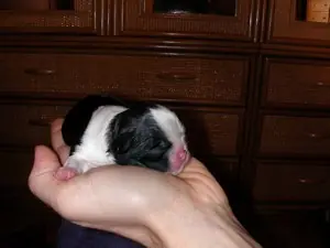 Crianza del Shih Tzu