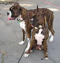 ¿Te gustan los perros? ¿Quieres aprender mas sobre ellos?