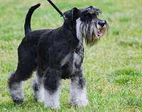 perro