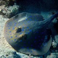 manta raya