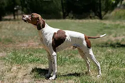 ¿Te gustan los perros? ¿Quieres aprender mas sobre ellos?