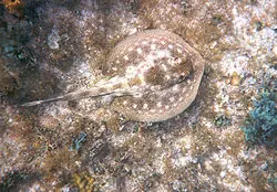 cocodrilo