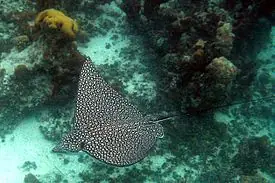 cocodrilo