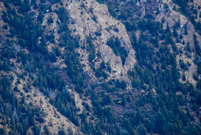 patagonia