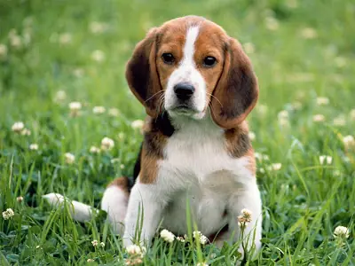 canino